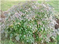 mahonija
